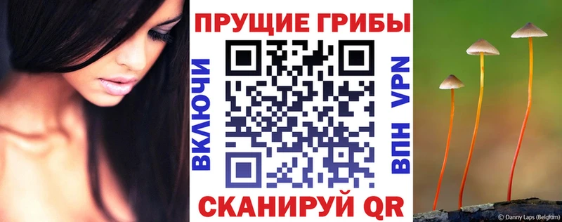 Галлюциногенные грибы Psilocybine cubensis Каменск-Шахтинский